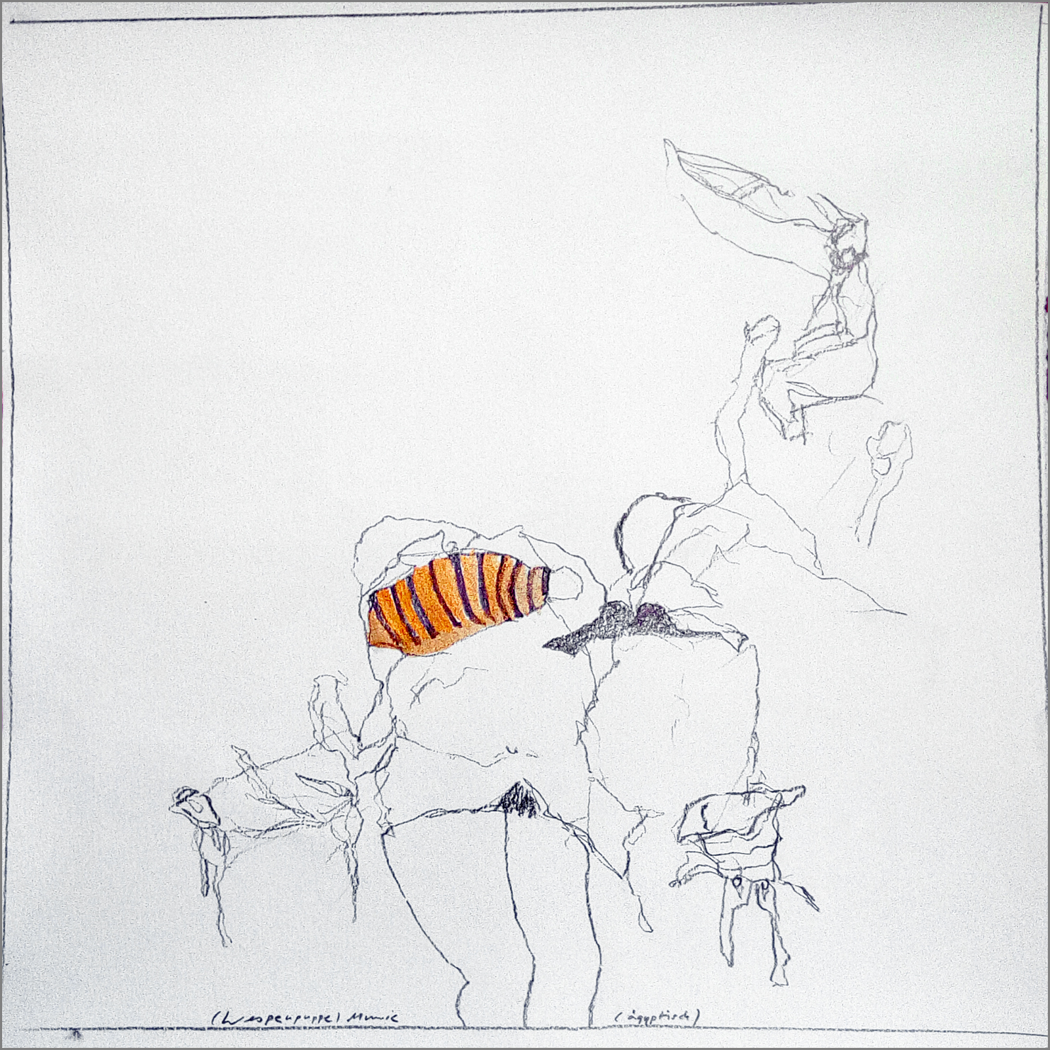 wespe mumie egyptisk